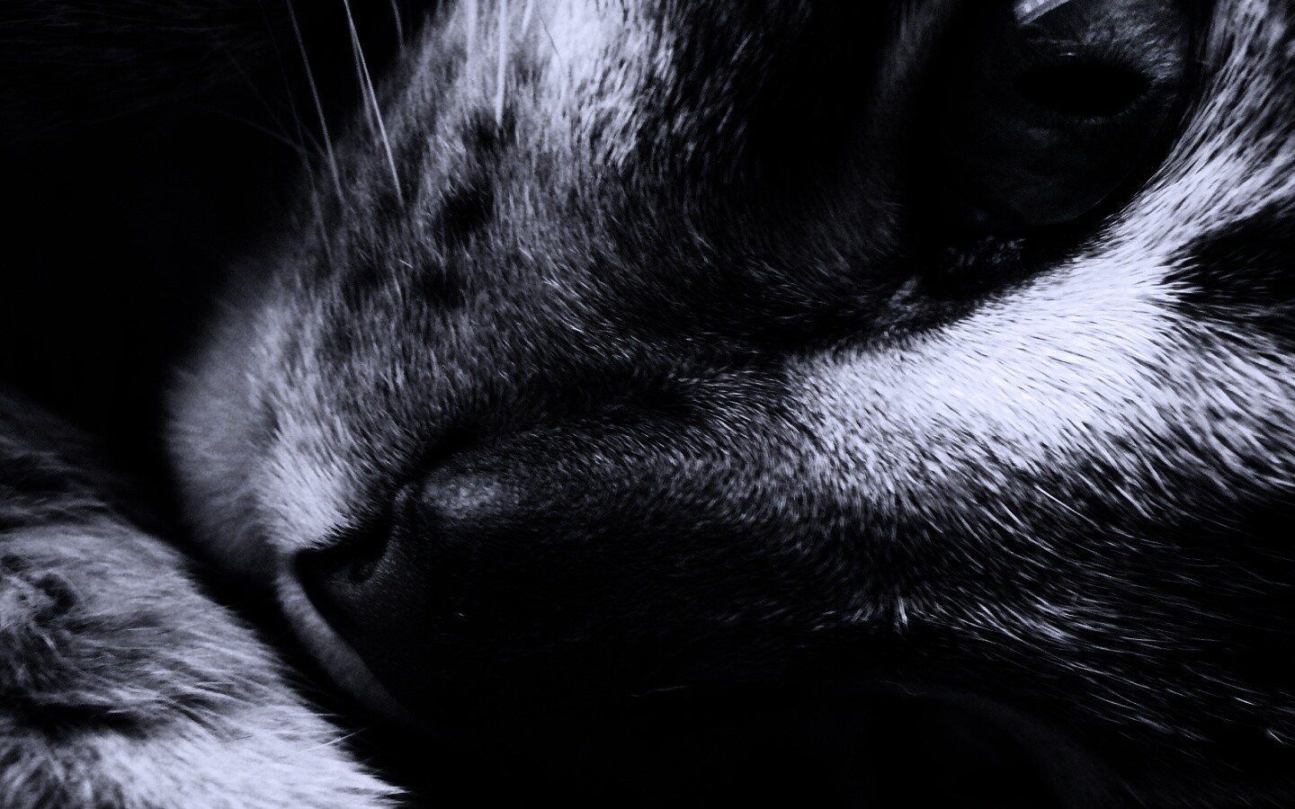 Мордашка кота крупным планом обои