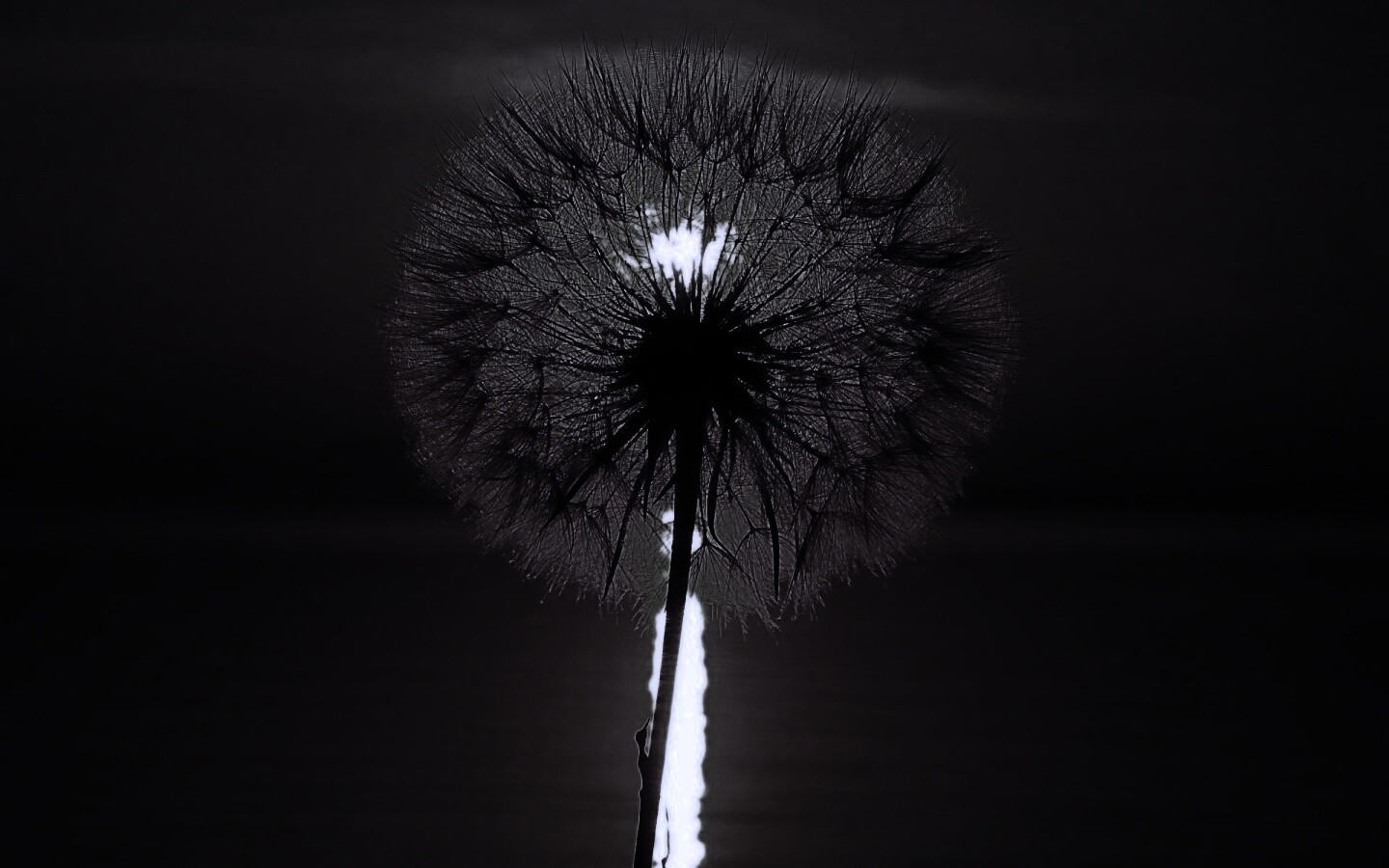 Одуванчик на закател обои