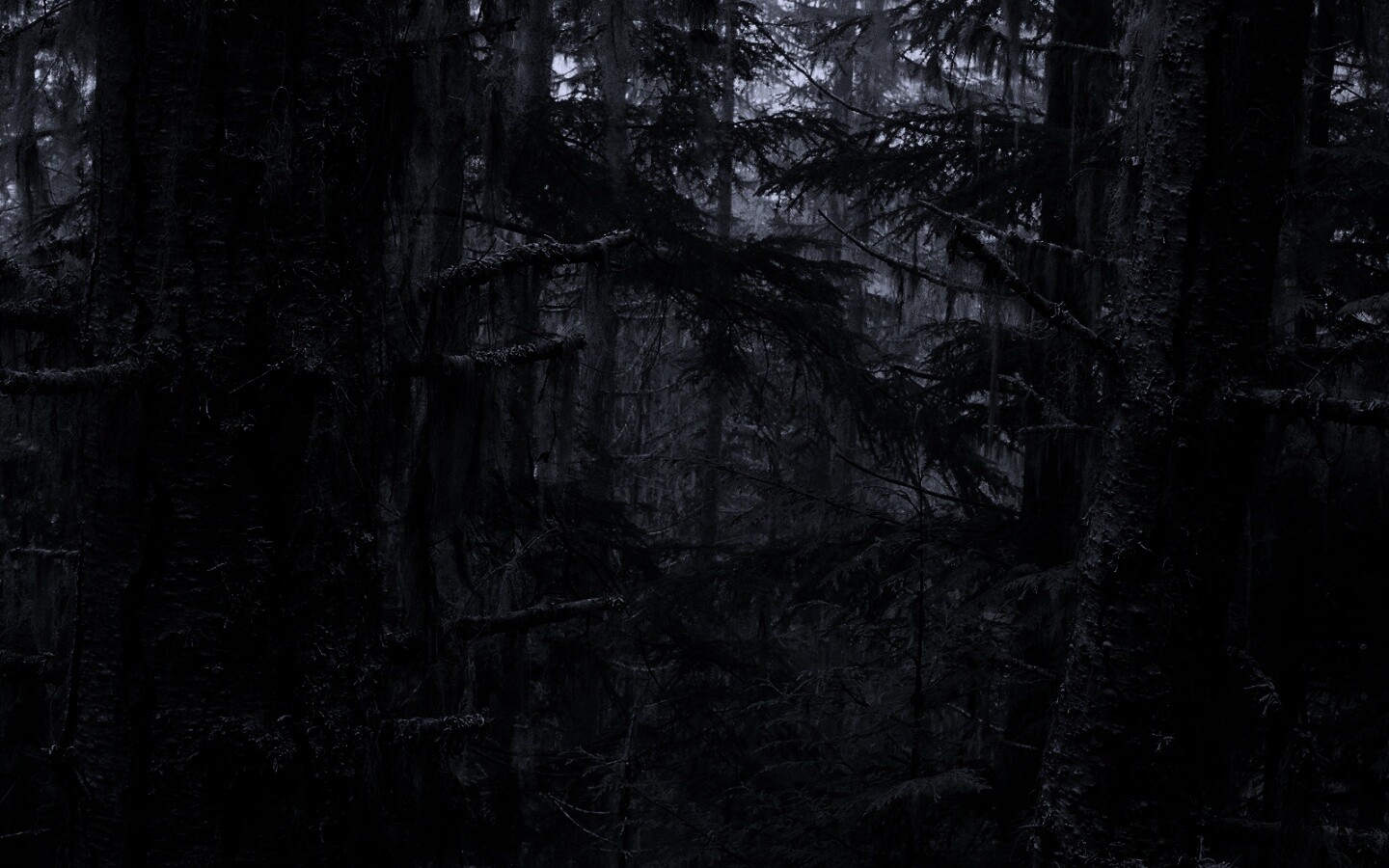 Темная чаща обои