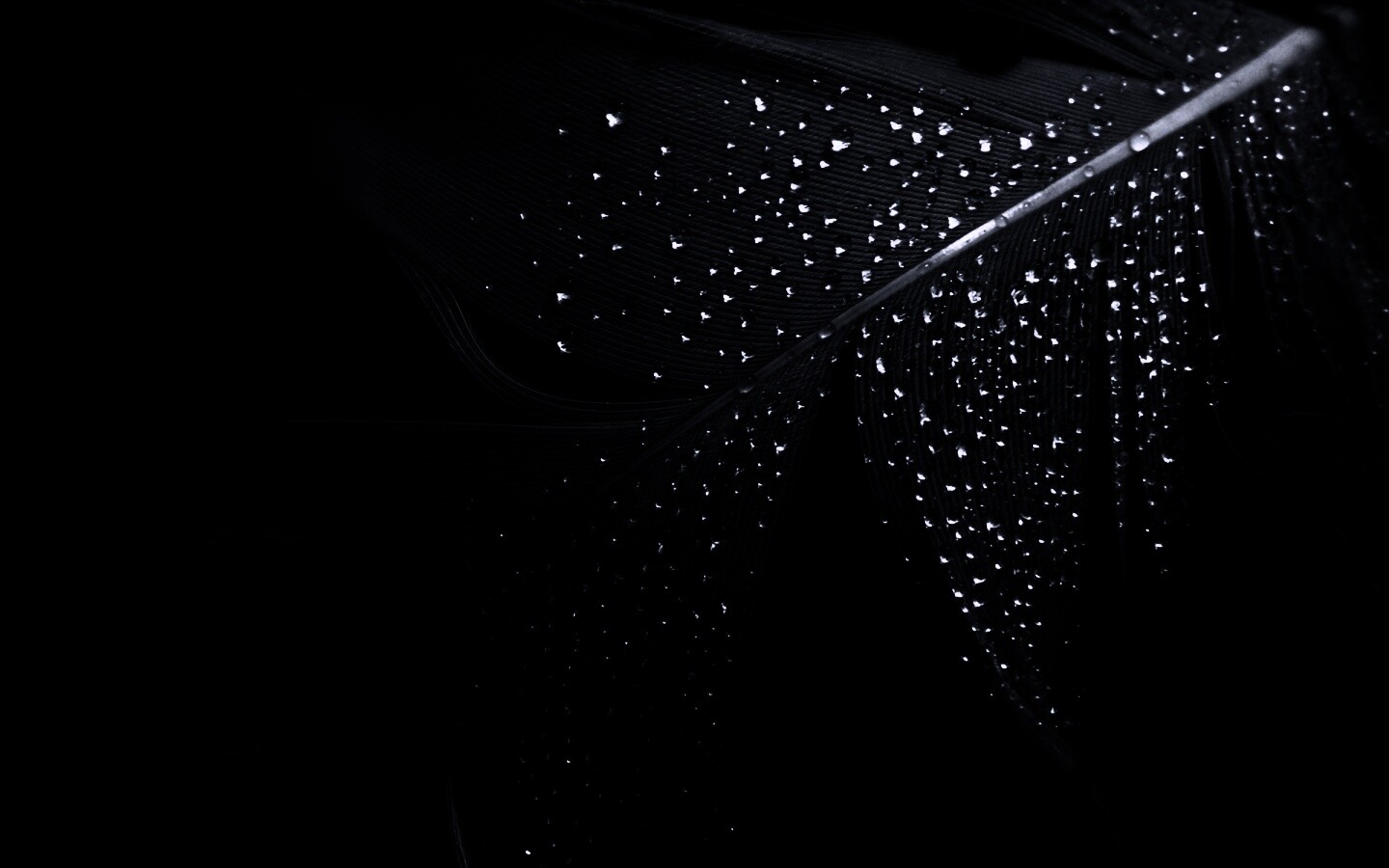 Капли на черном пере обои