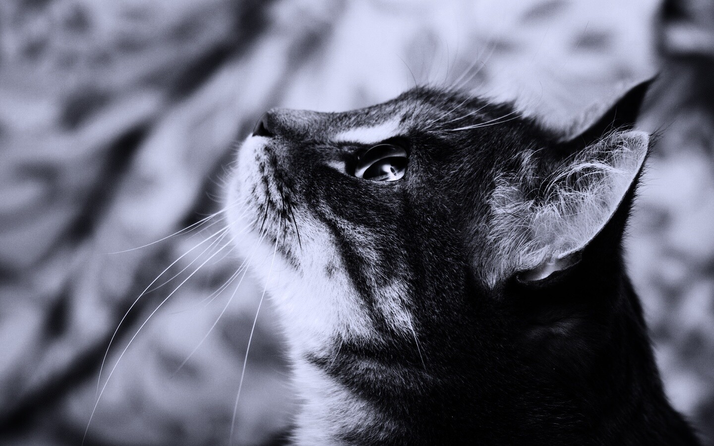 Котик смотрит верх обои