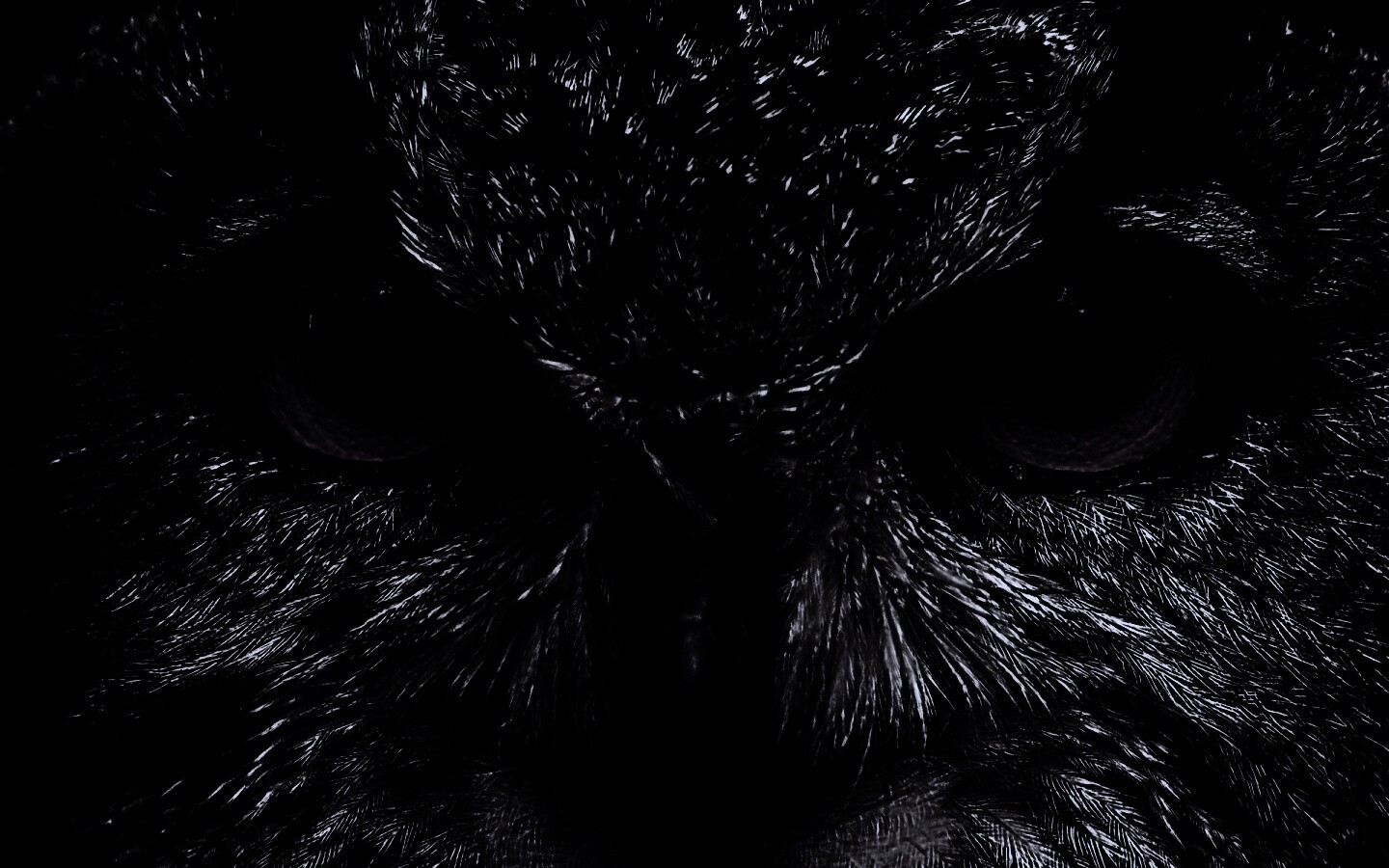 Красноглазая сова обои