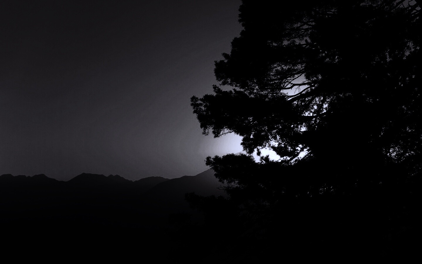 Силуэт дерева на закате обои