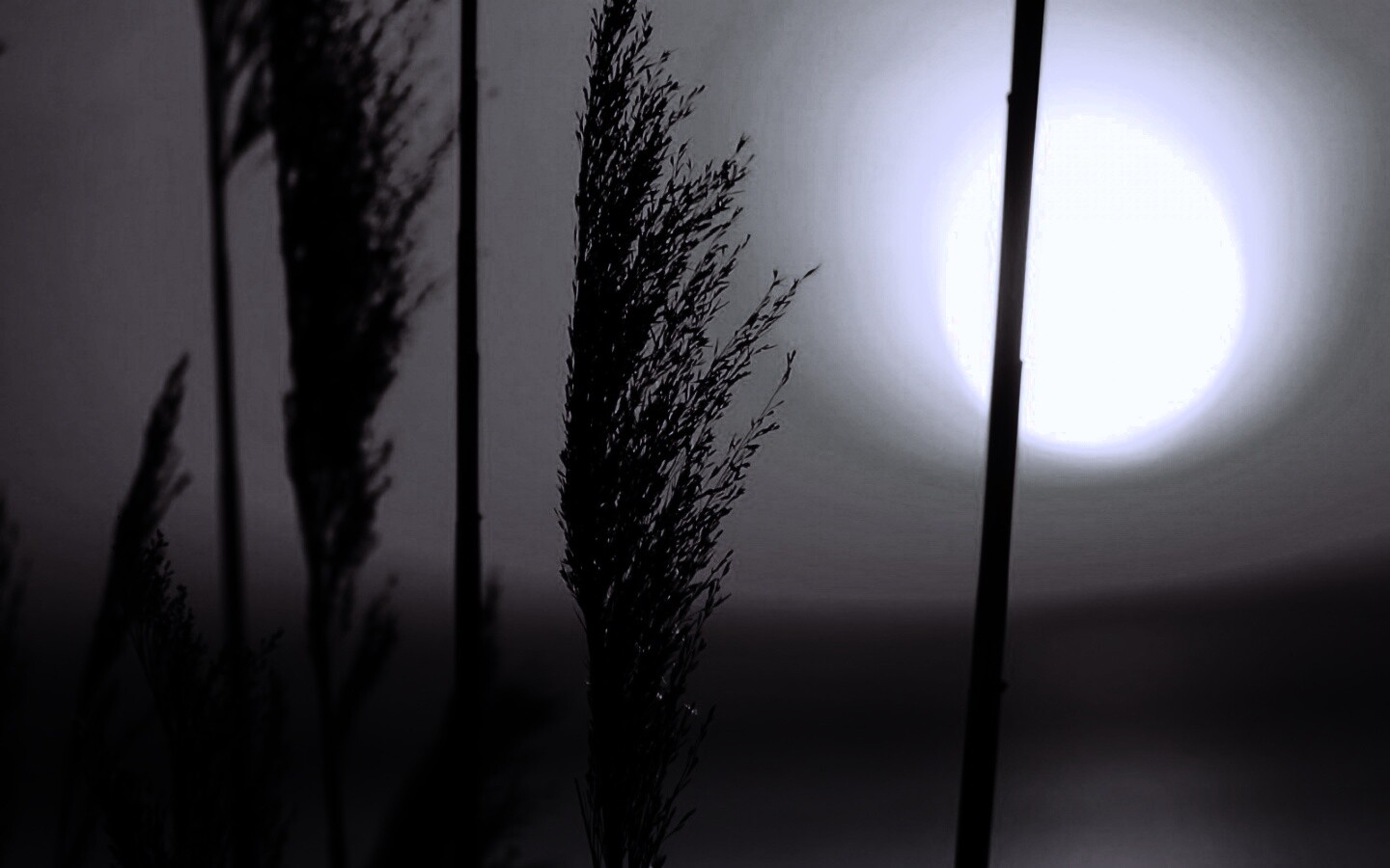 Травинка на закате обои