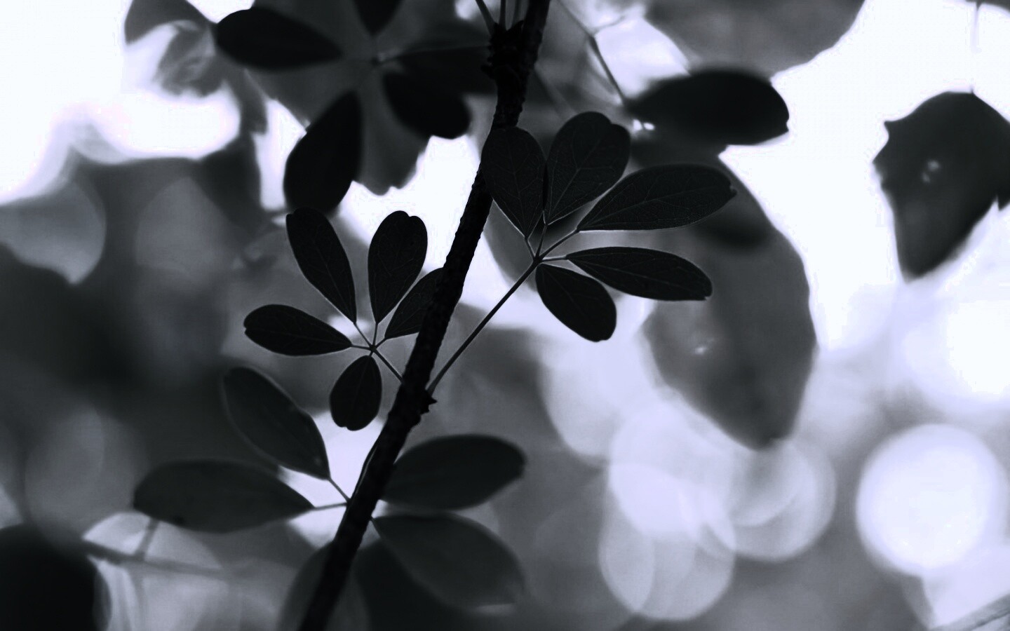 Листики на ветке обои