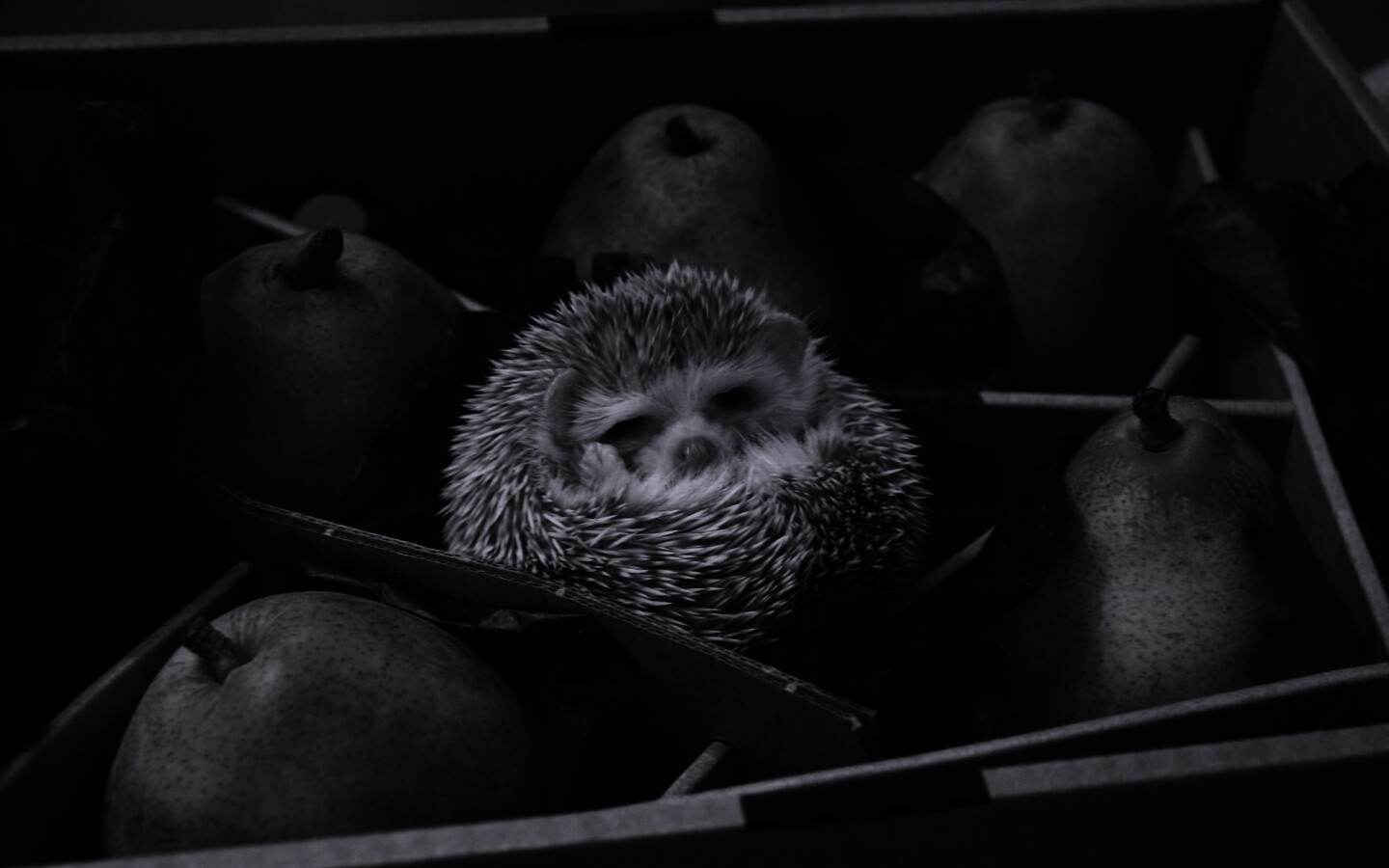 Ёжик в грушах обои