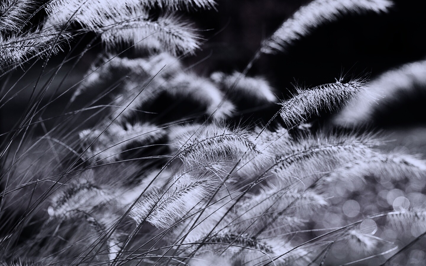 Травинки на ветру обои