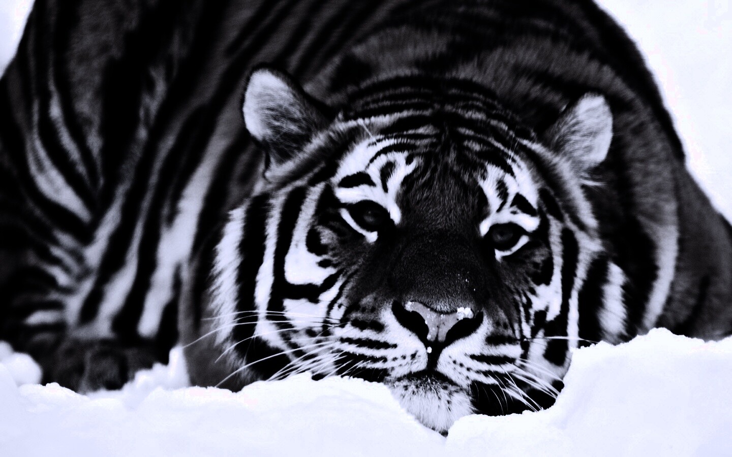 Тигр в снегу обои