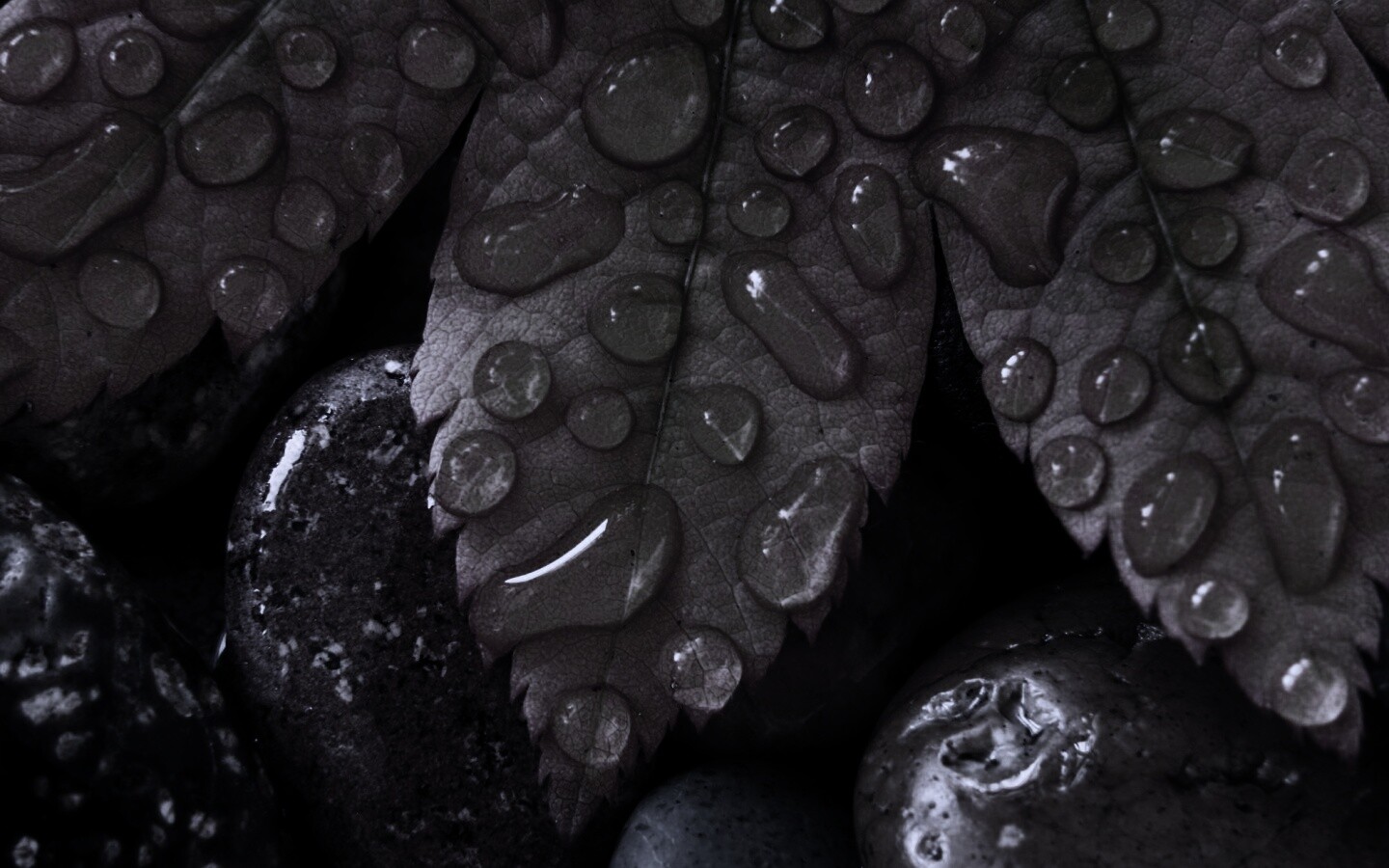 Мокрые листья на камнях обои