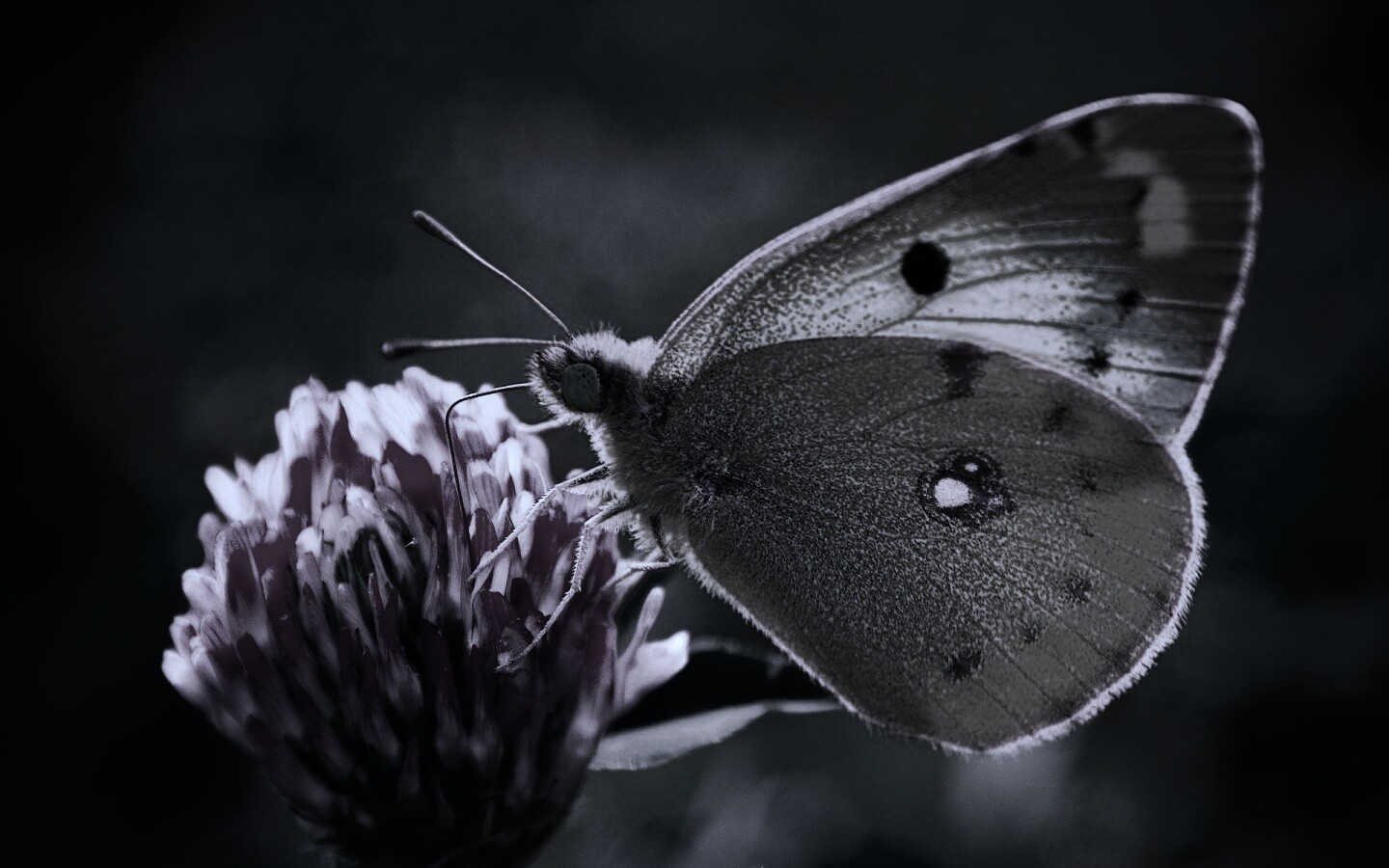 Бабочка на клевере обои