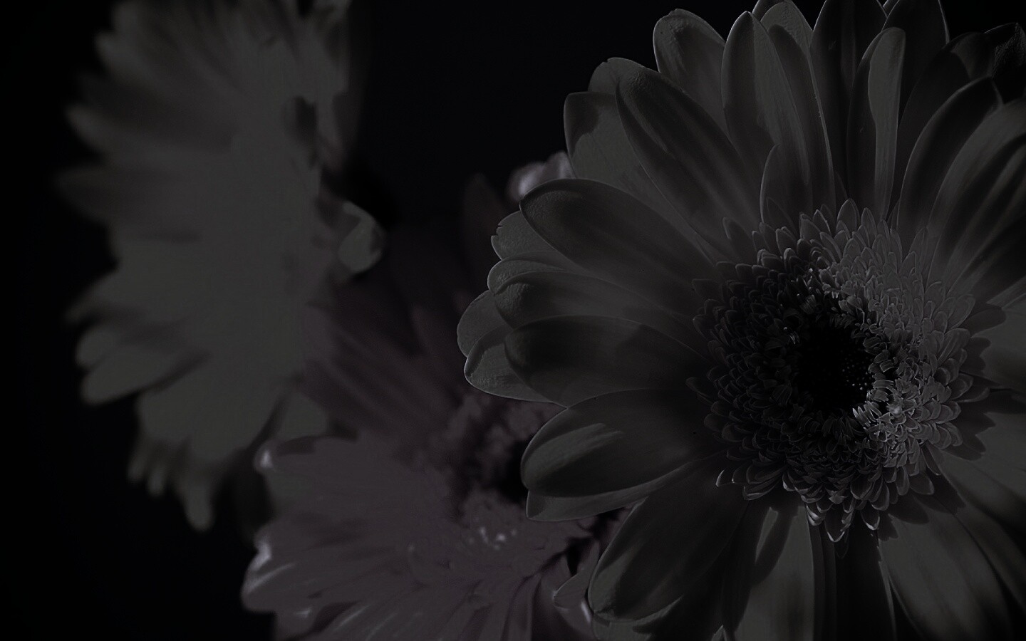 Желтый гербер обои