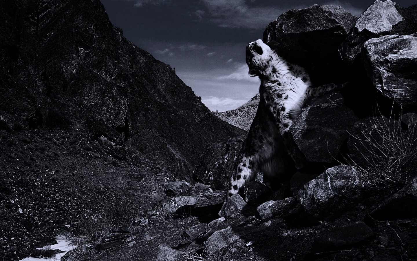 Барс чешется о камни обои