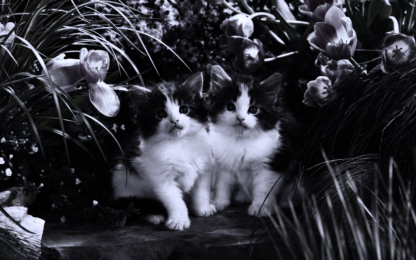 Котята в цветах обои