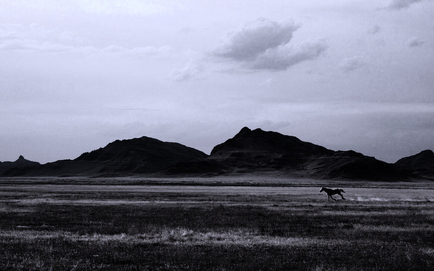 Мустанг в прериях обои