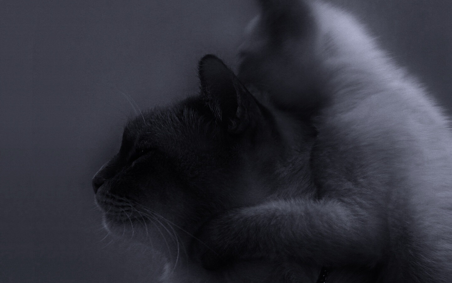 Котёнок обнимает маму обои