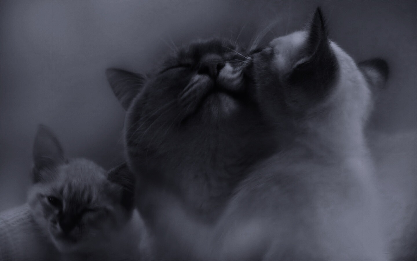 Котята с мамой обои