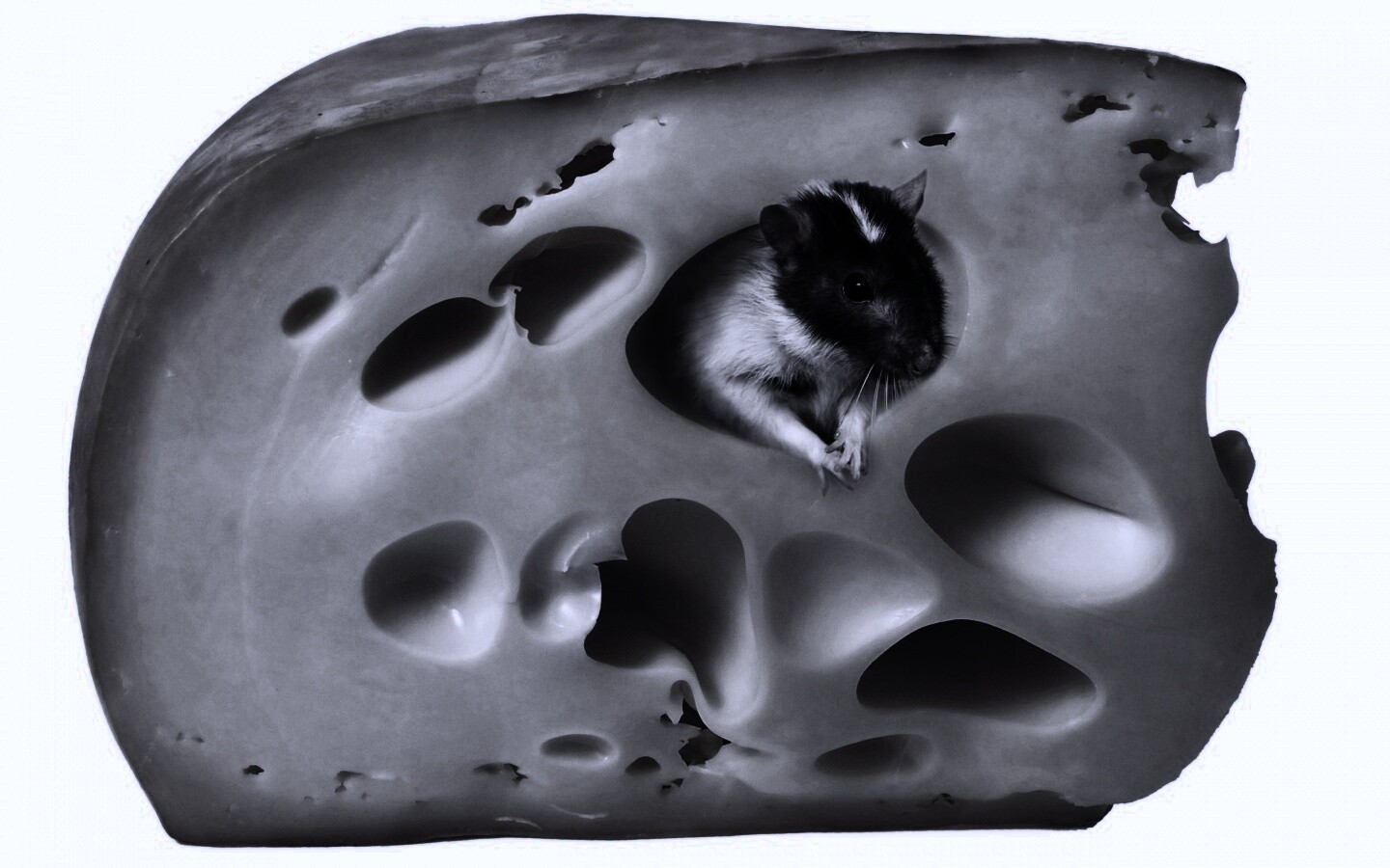 Мышка в сыре обои