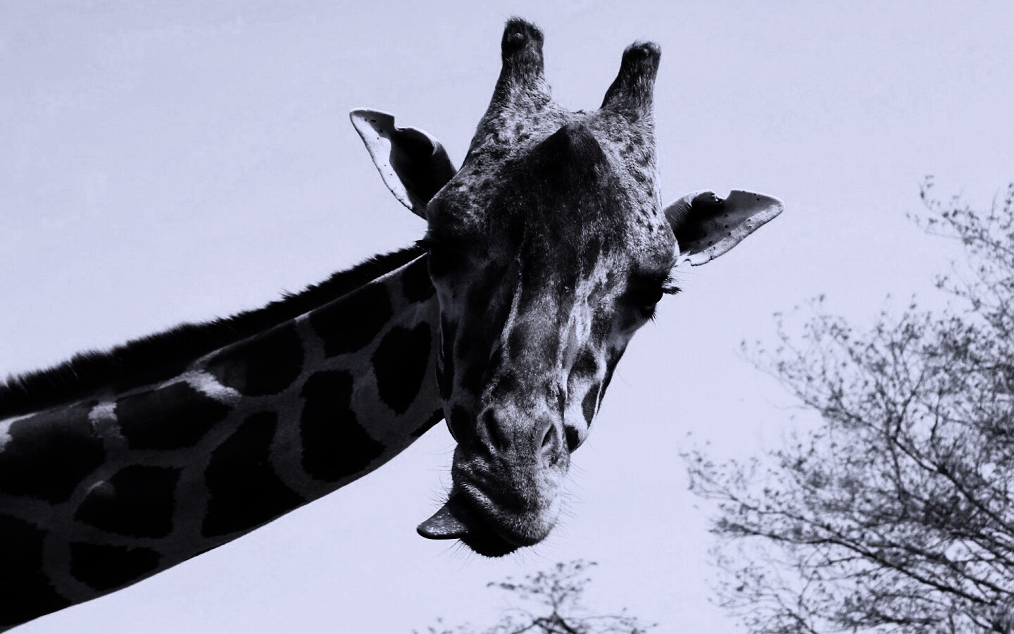 Жираф показывает язык обои