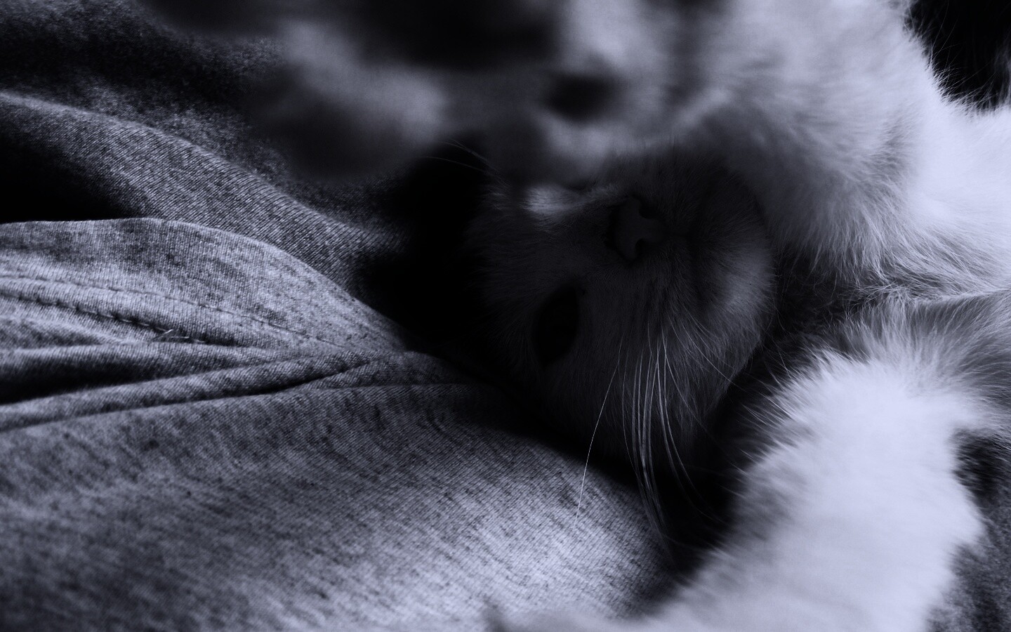 Кот фоткает сам себя обои