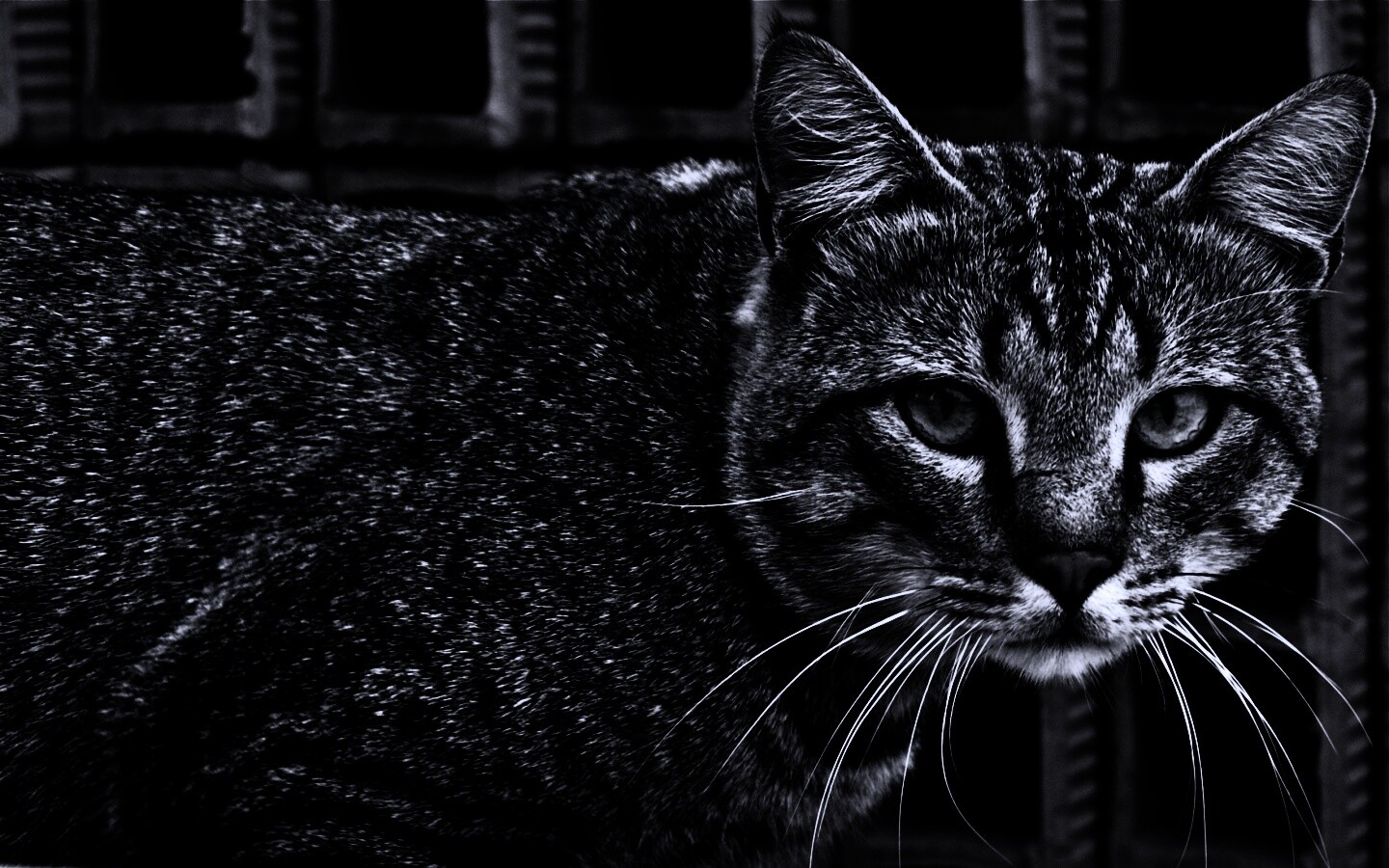 Зеленоглазый кот обои