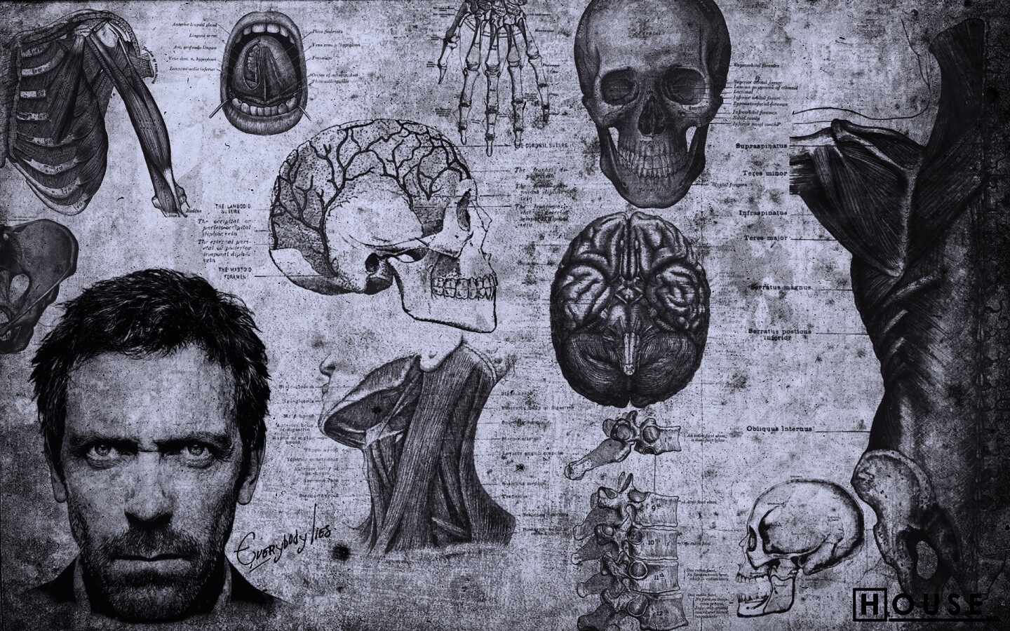 Анатомические рисунки доктора Хауса обои