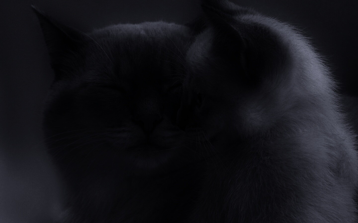 Кошка с котенком обои