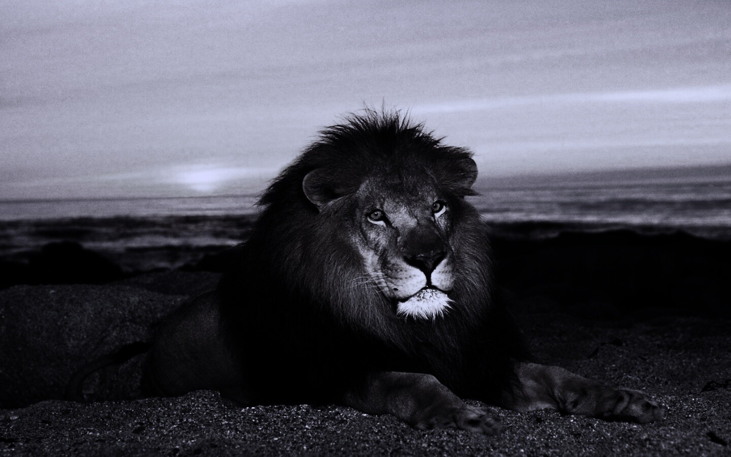 Лев на берегу океана обои