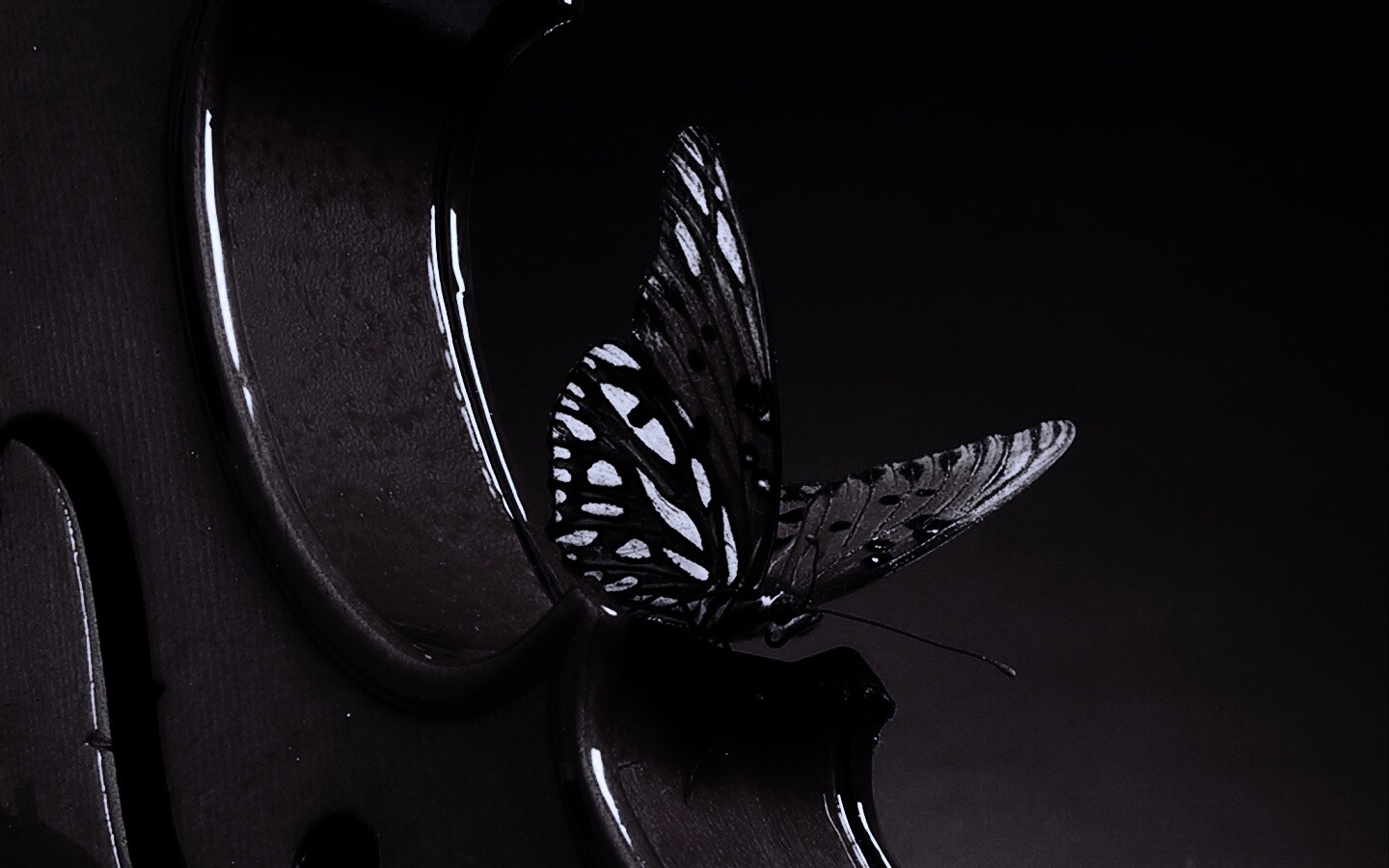 Бабочка на скрипке обои