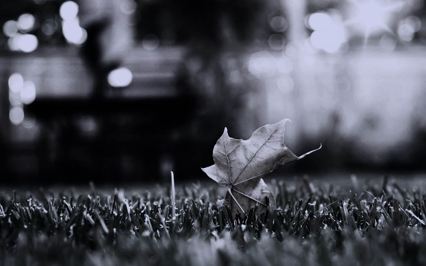 Зеленый лист на траве обои