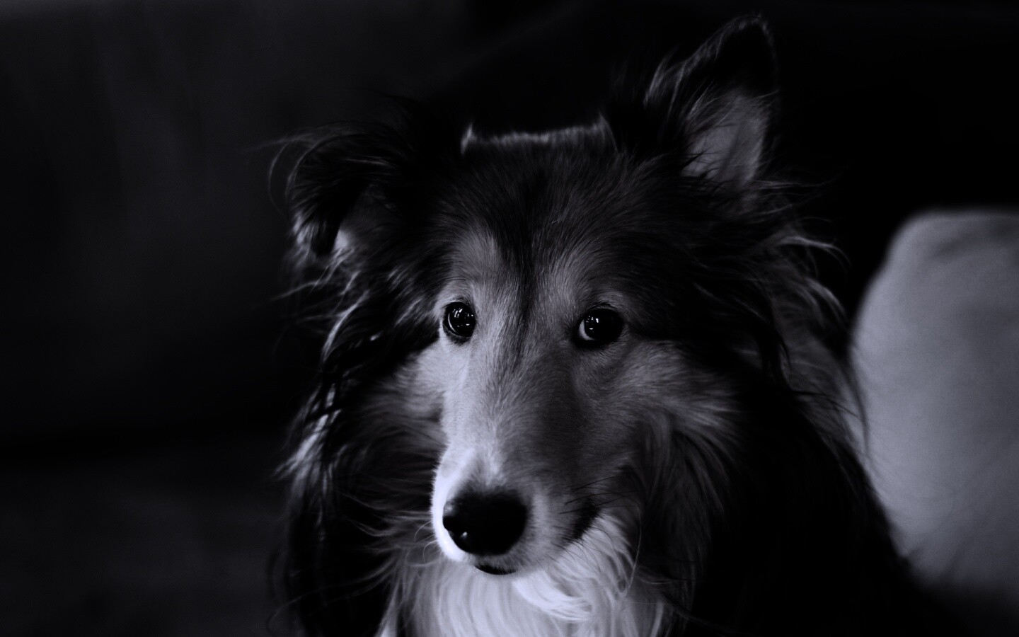 Колли с умными глазами обои