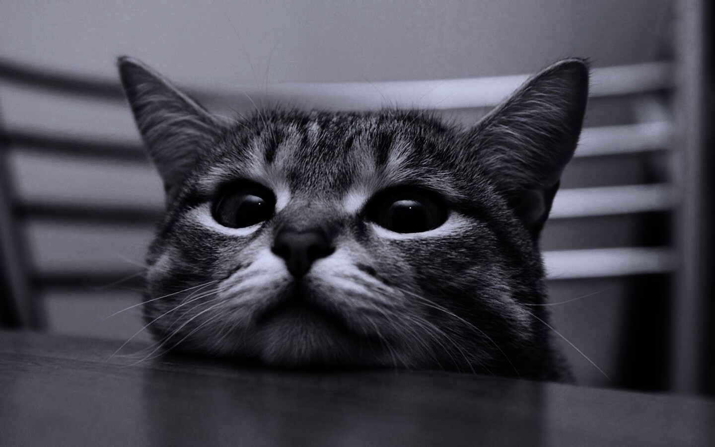 Любопытный котейка обои