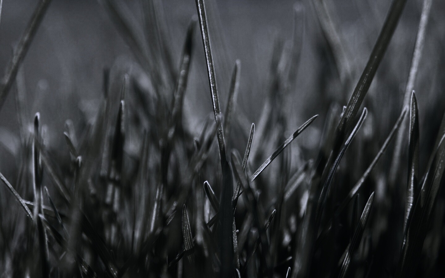 Ярко зеленая трава обои