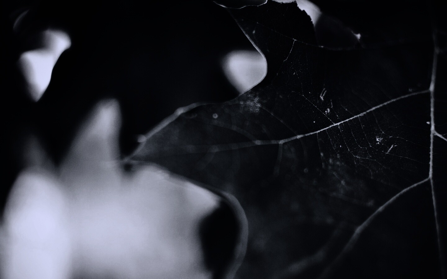 Темно-зеленый лист в макро обои