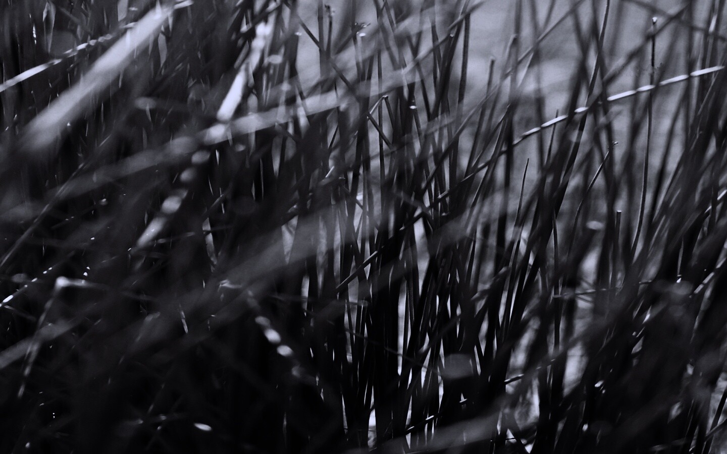 Высохшие травяные стебли обои