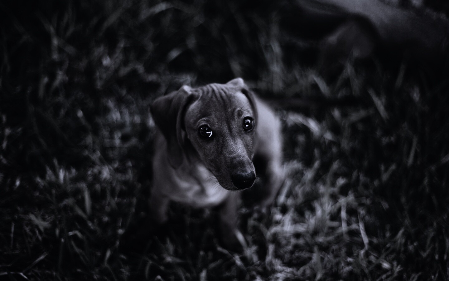 Маленькая милая такса обои