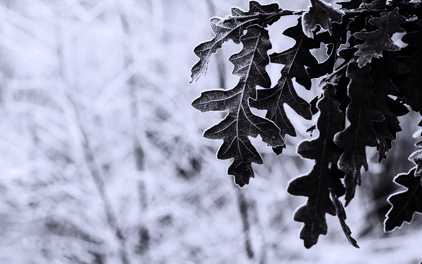 Дубовые листья обои