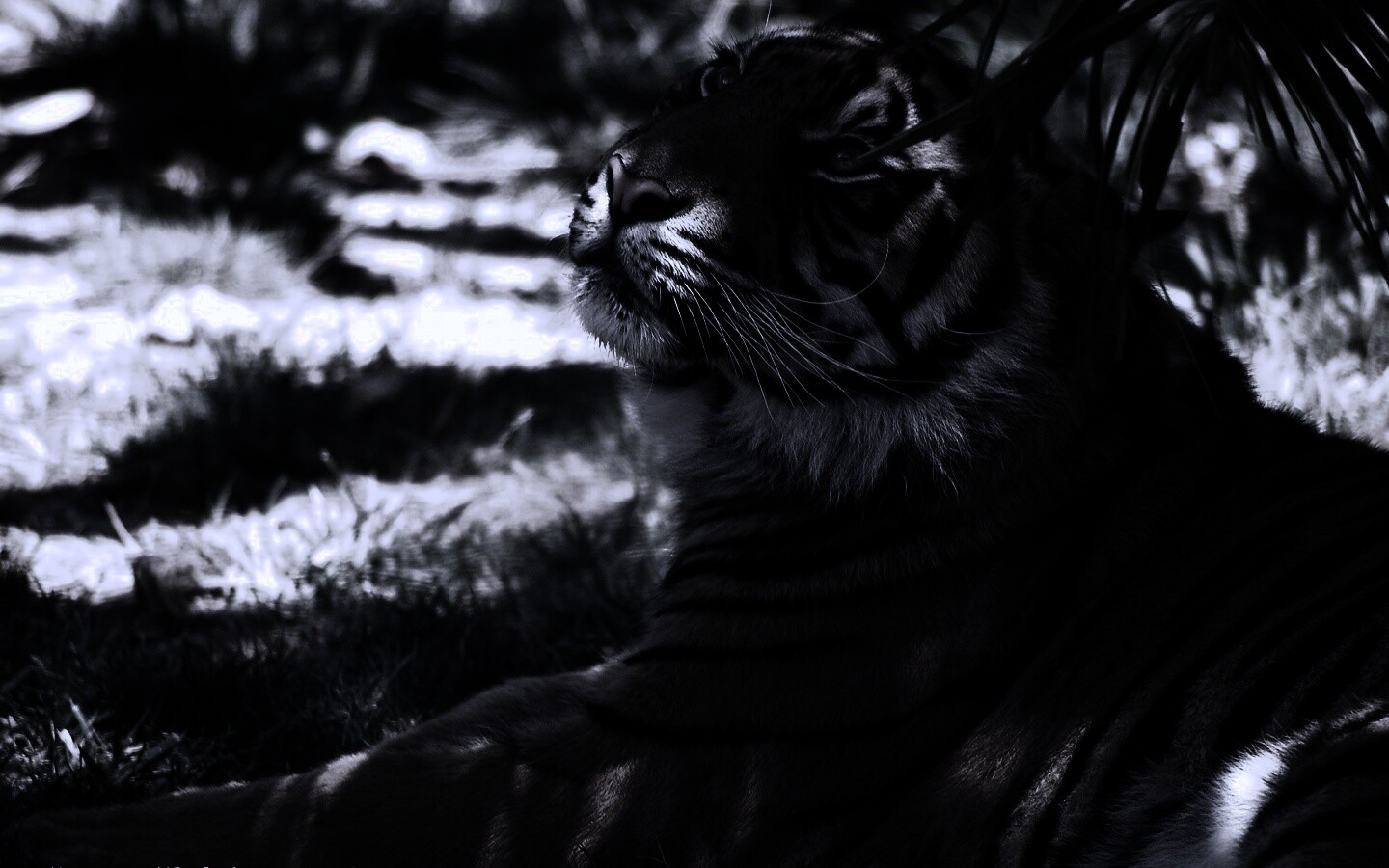 Отдыхающий в теньке хищник обои