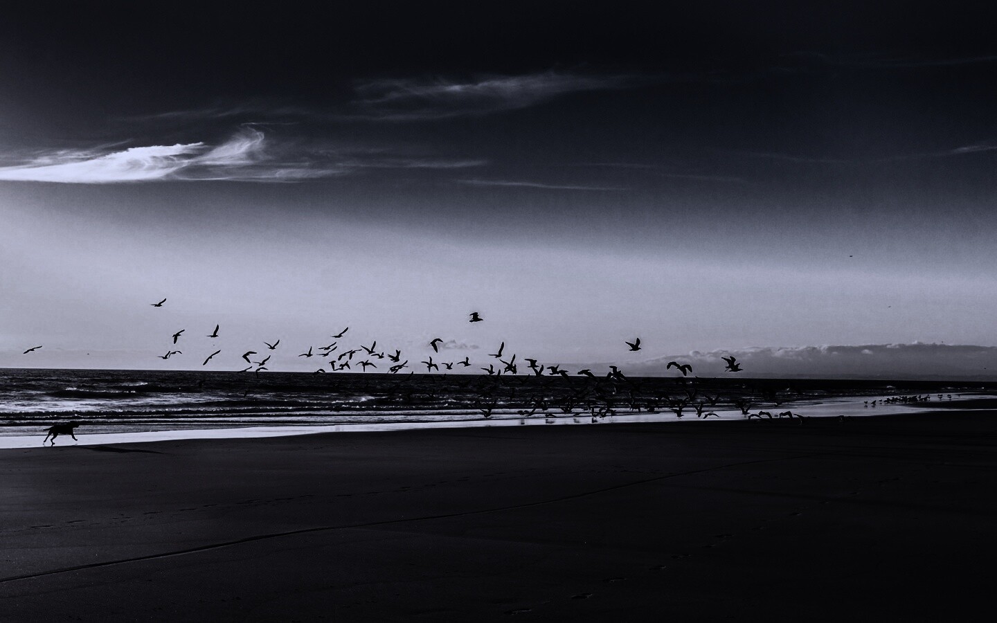 Стая птиц на пляже обои