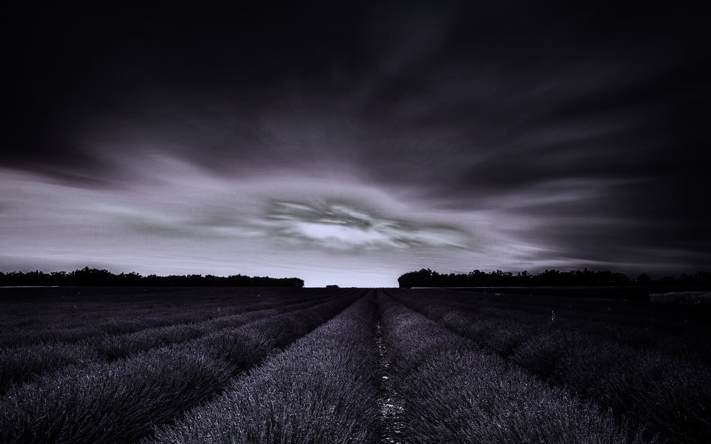 Поле фиолетовых цветов на закате обои