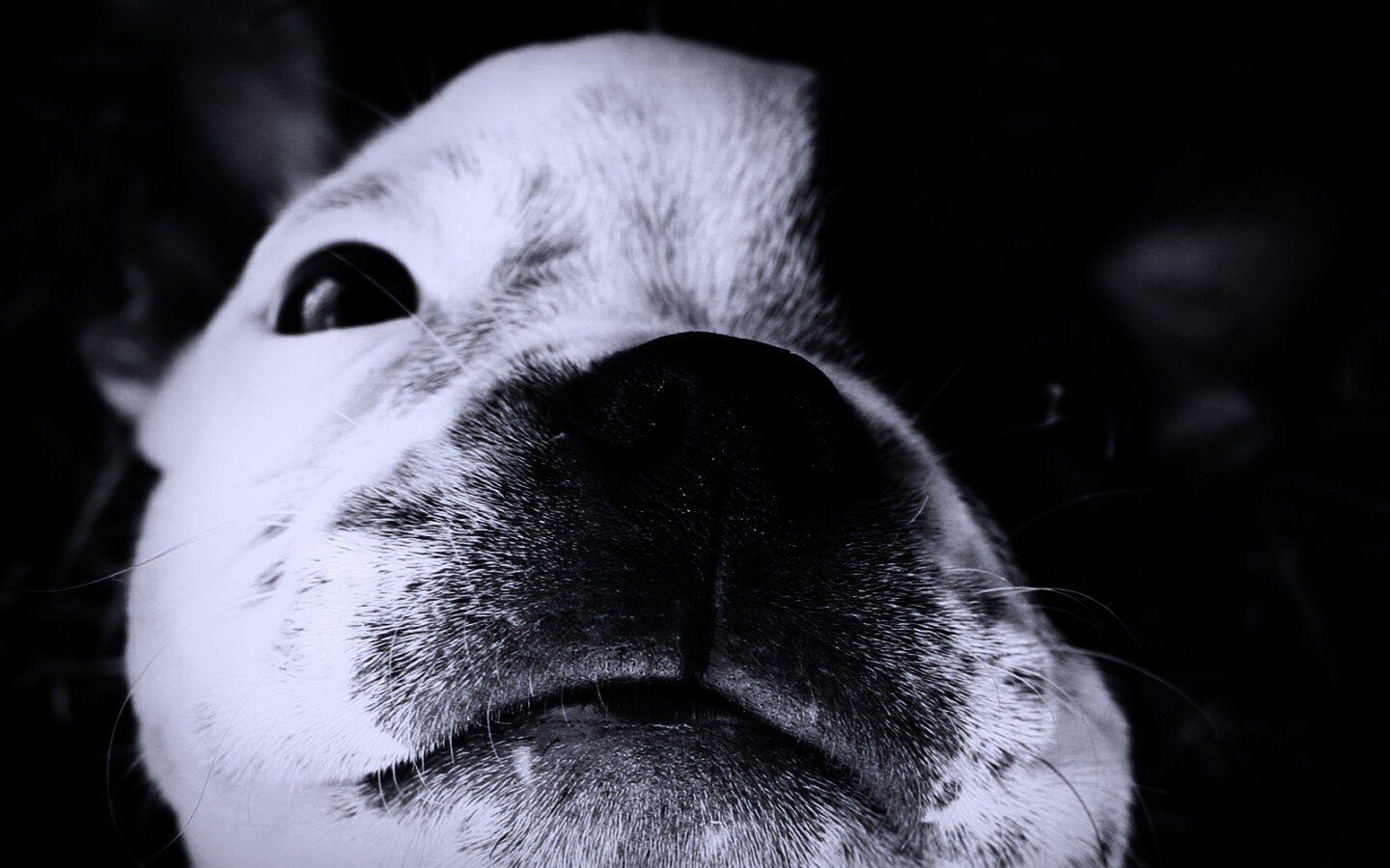 Бостонский терьер обои