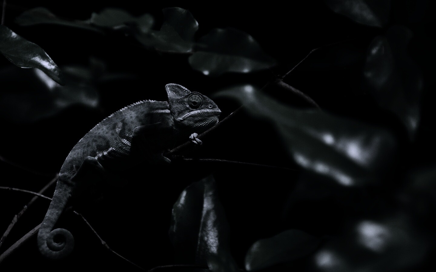 Хамелеон в листве обои