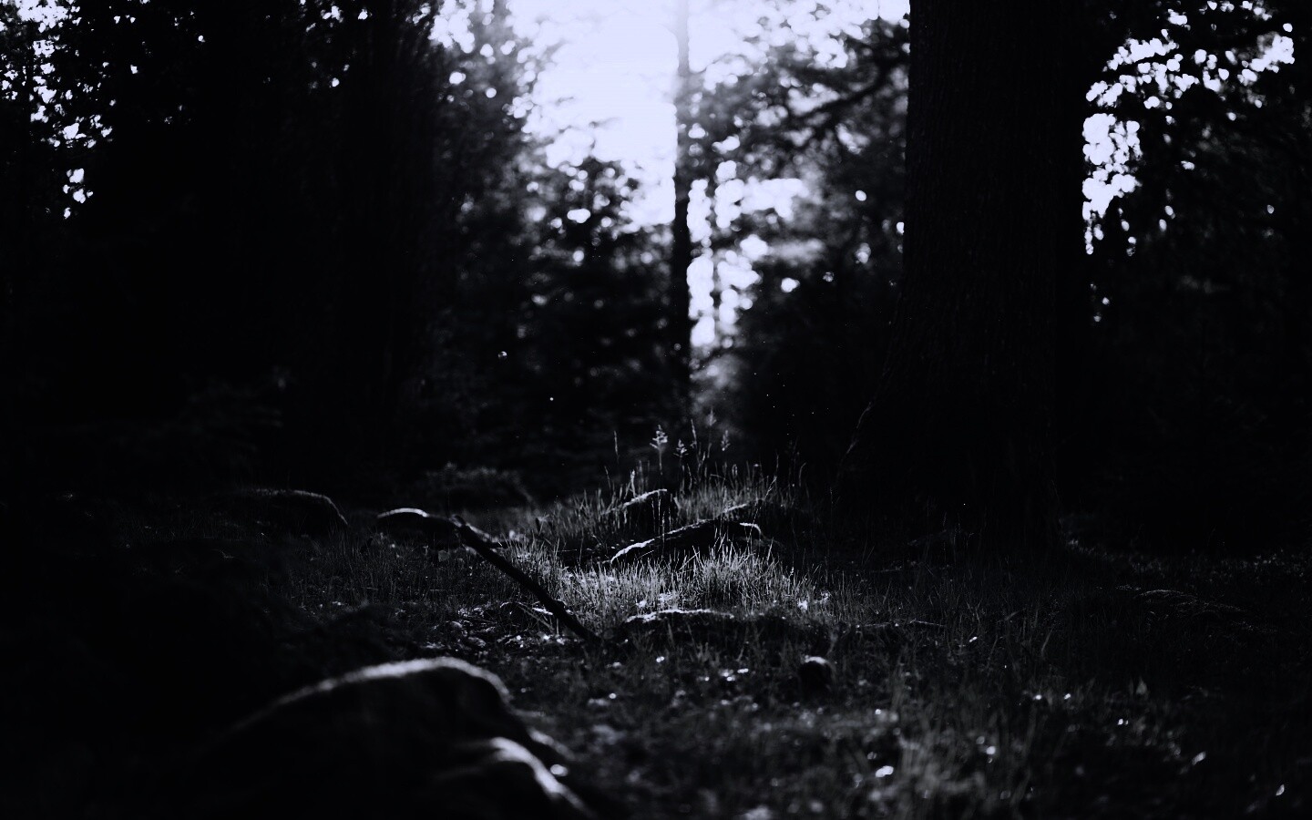 Лето в лесу обои