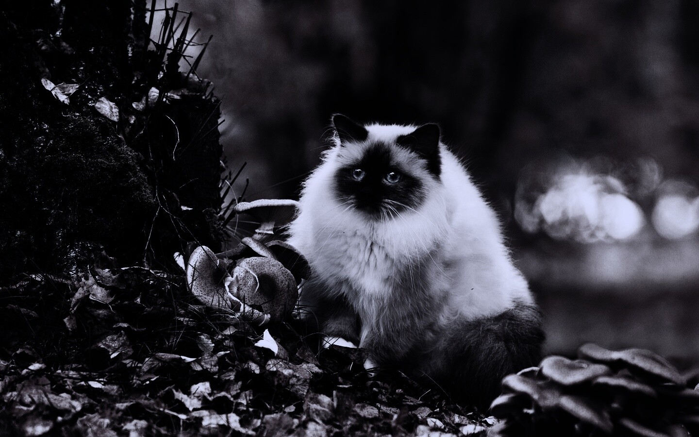 Пушистый кот среди пожелтевшей листвы обои