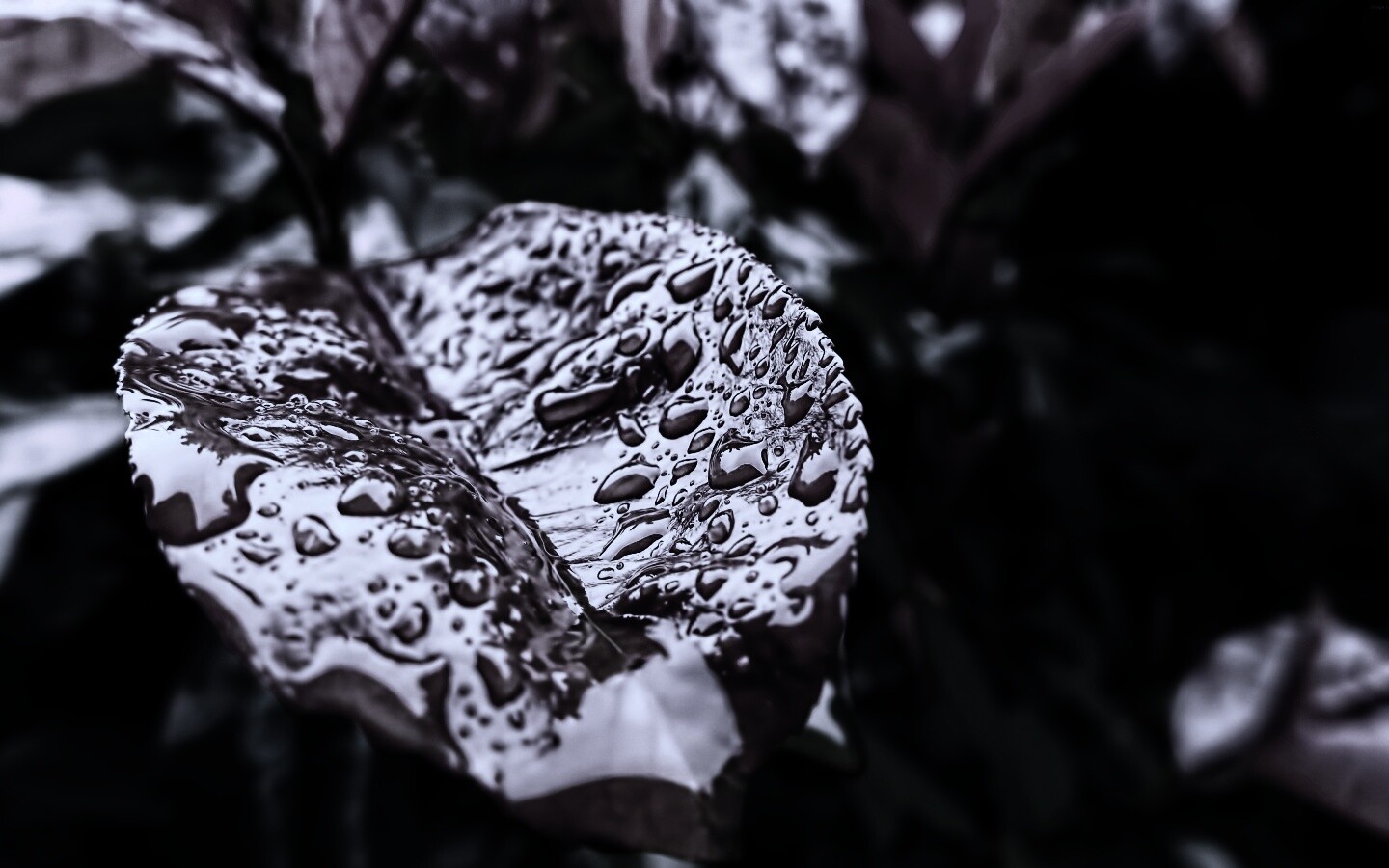 Красный лист в каплях воды обои