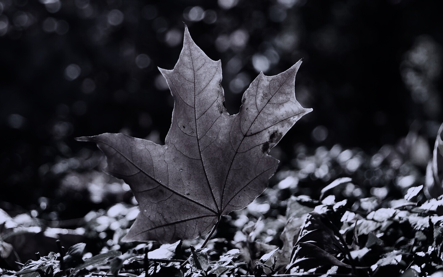 Желтый кленовый лист обои