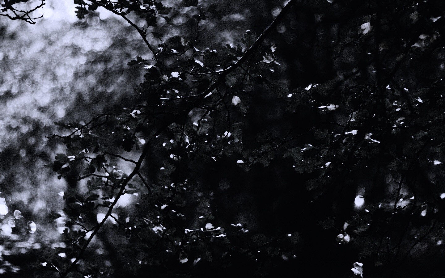 Дубовая зеленая листва обои