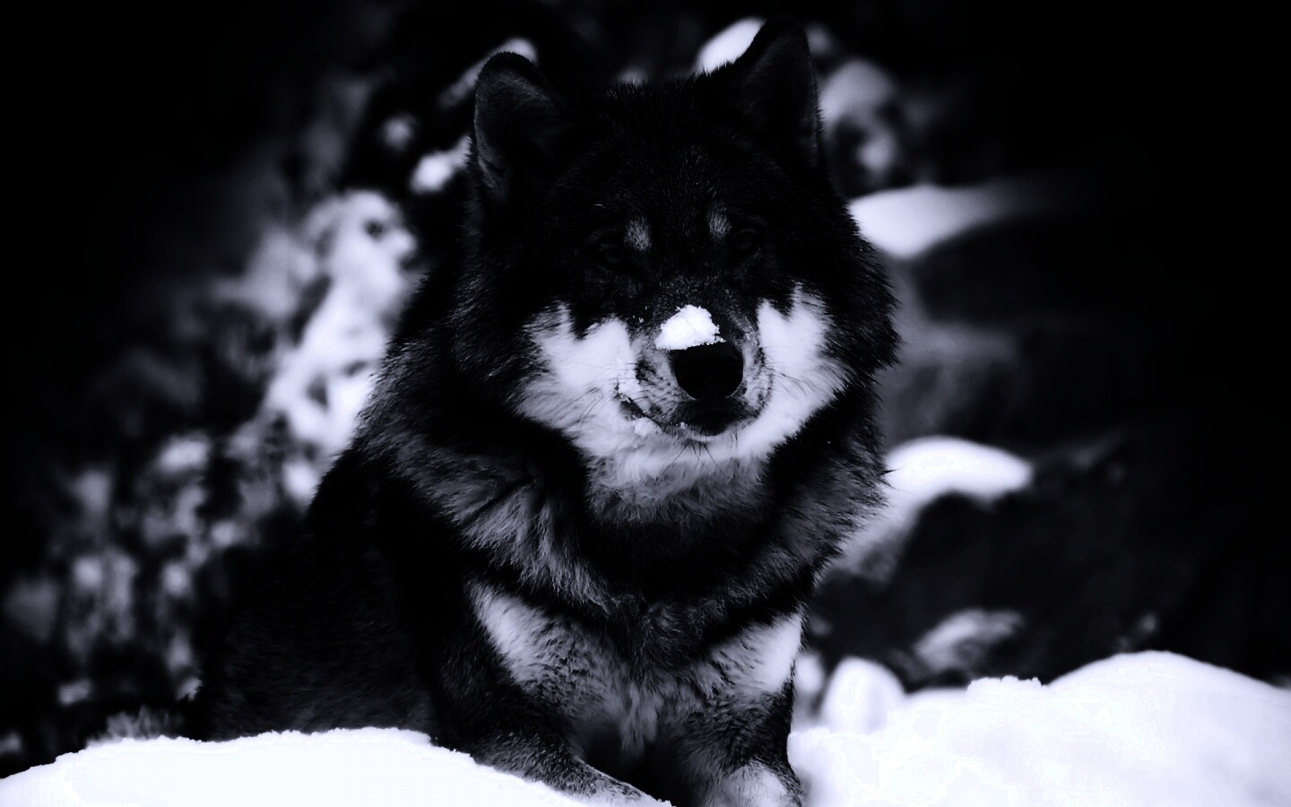 Волк с синими глазами обои