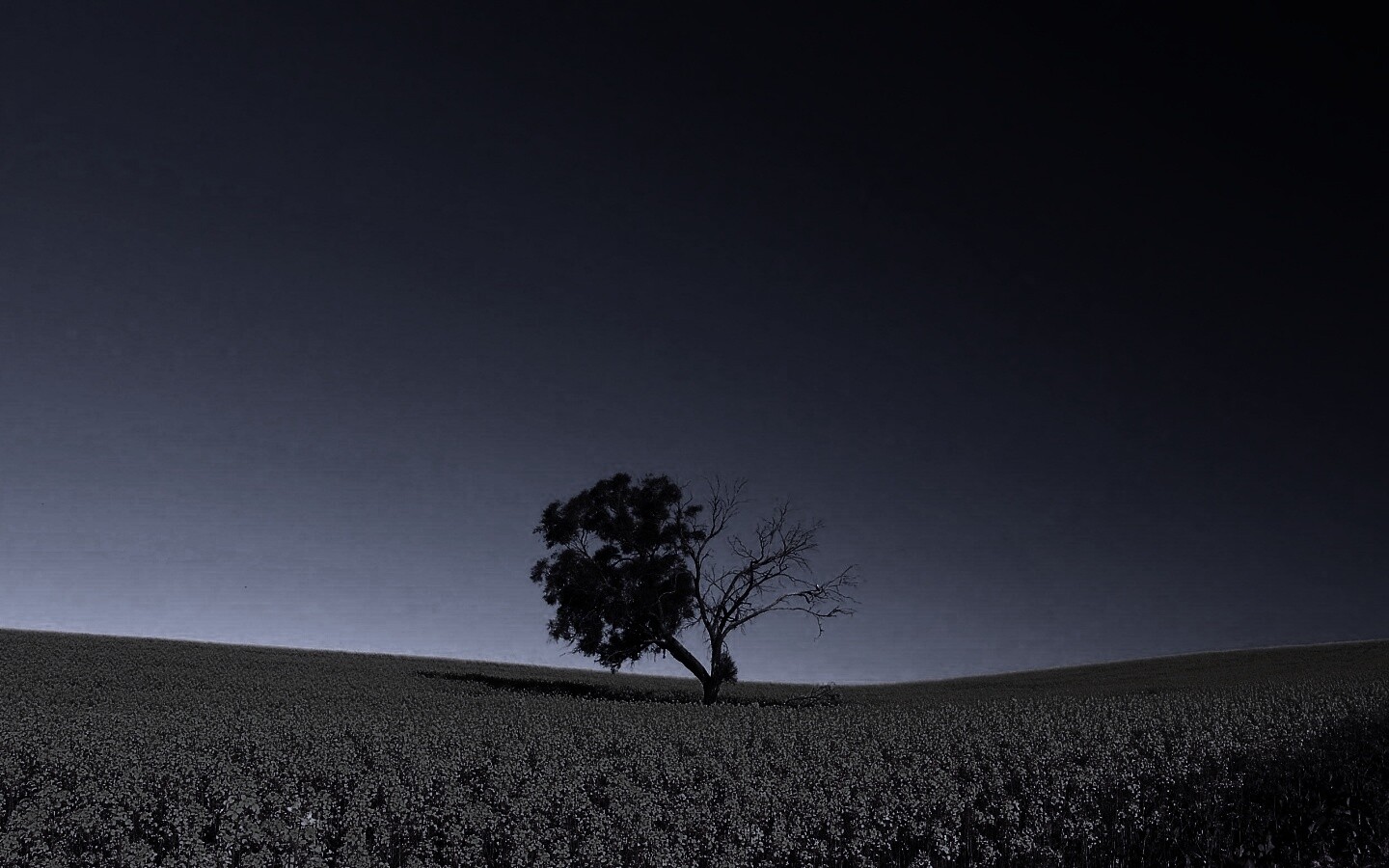 Дерево в поле обои