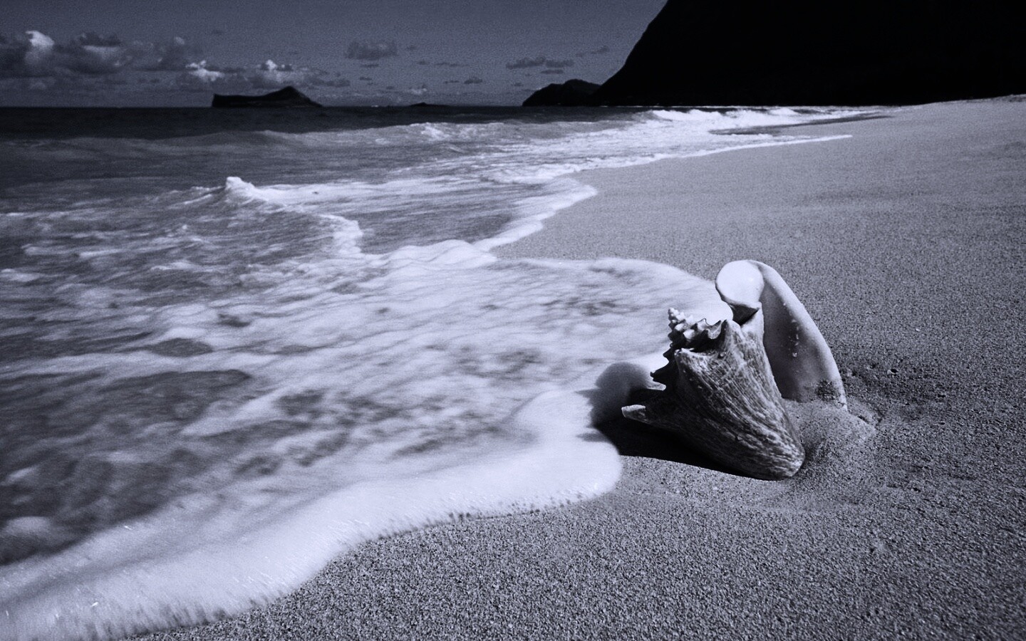 Морская раковина обои