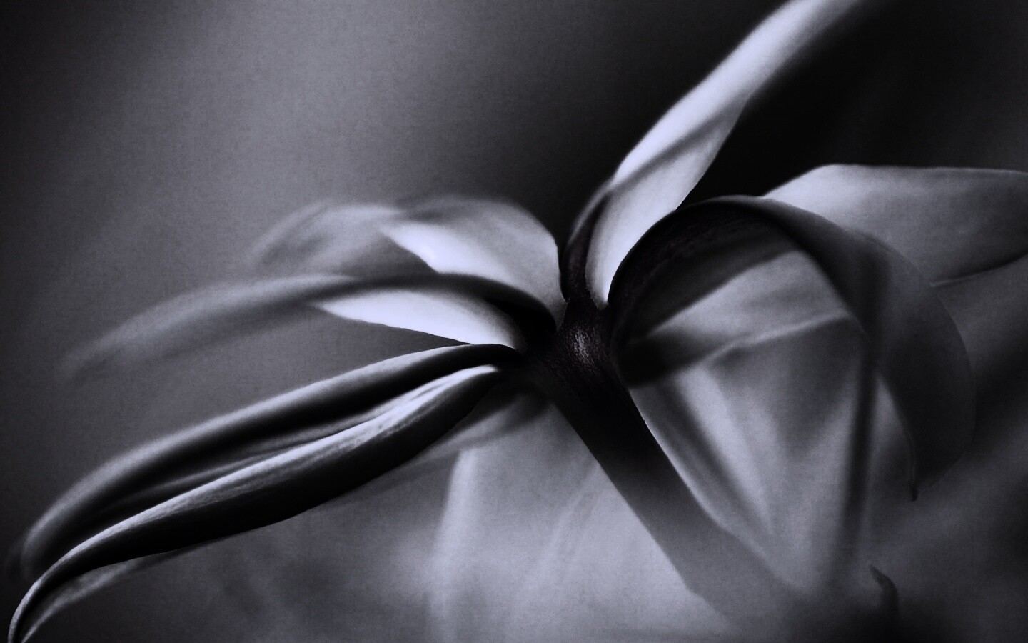 Цветок обои